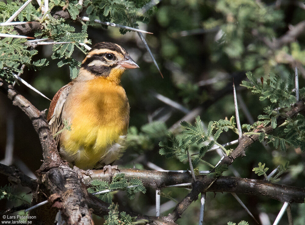 Golden-breasted Bunting