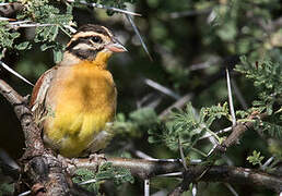 Golden-breasted Bunting