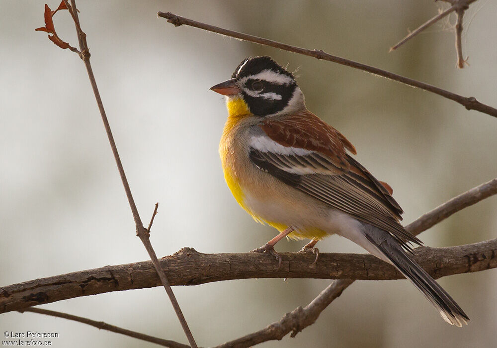 Bruant à poitrine dorée