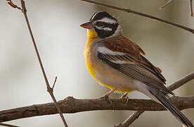 Golden-breasted Bunting