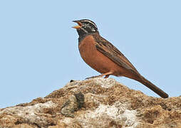 Cinnamon-breasted Bunting