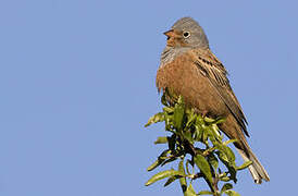 Cretzschmar's Bunting