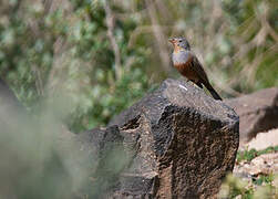 Cretzschmar's Bunting