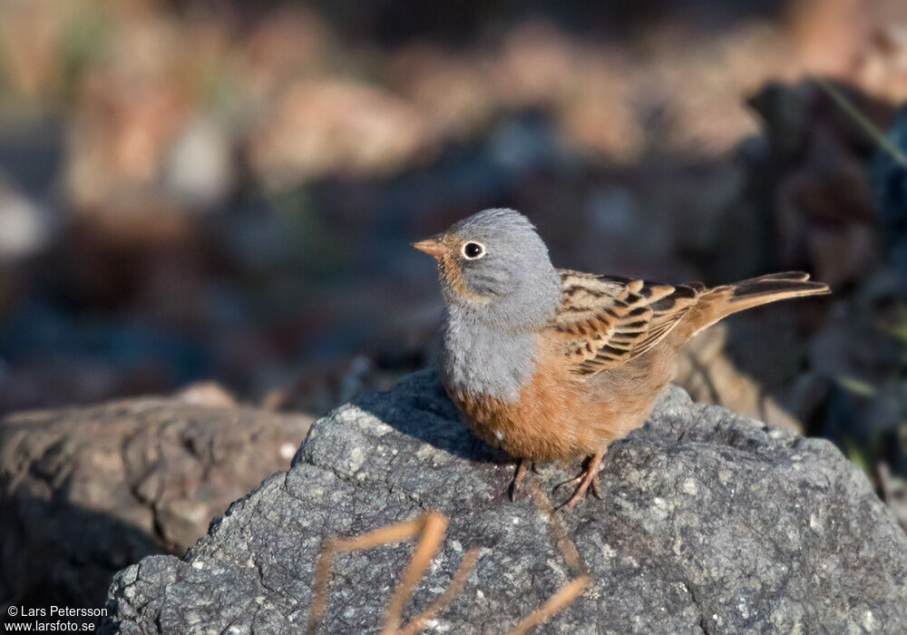 Cretzschmar's Bunting