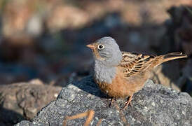 Cretzschmar's Bunting