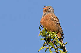 Cretzschmar's Bunting