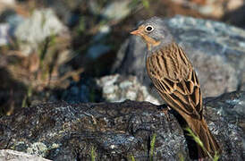 Cretzschmar's Bunting