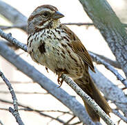 Song Sparrow