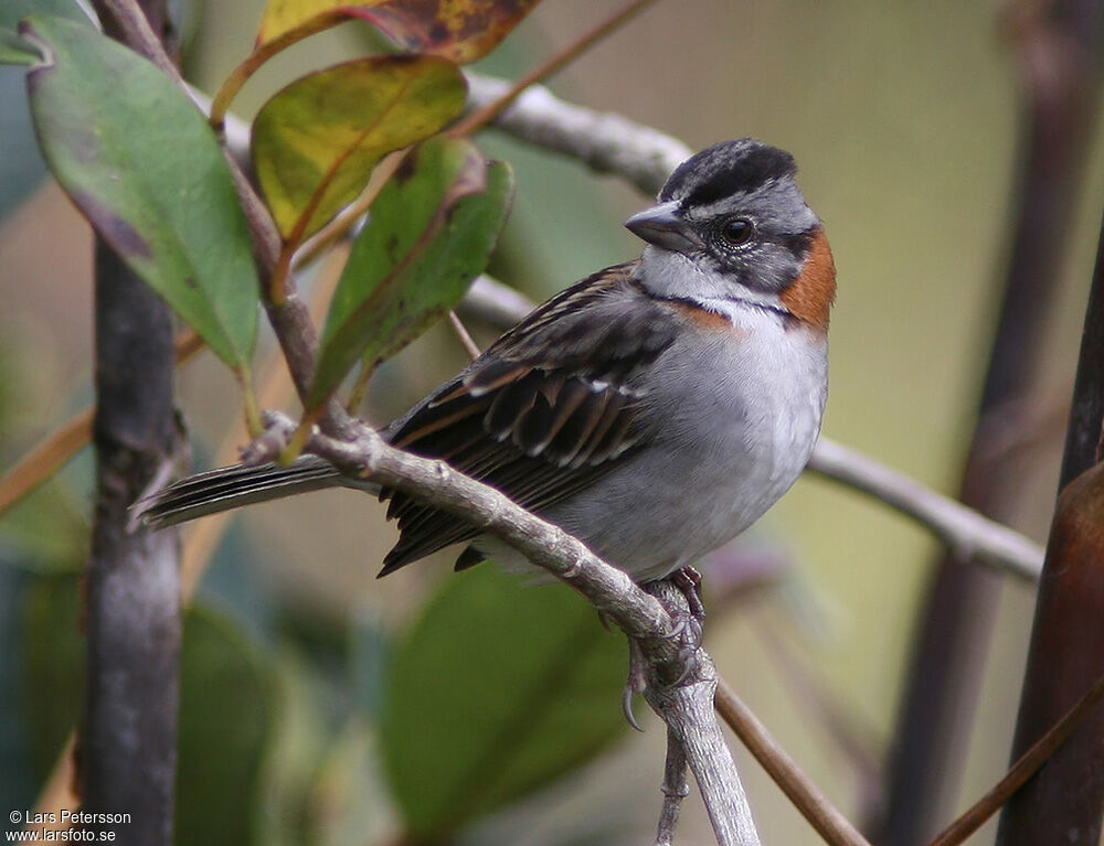 Rufous-collared Sparrow