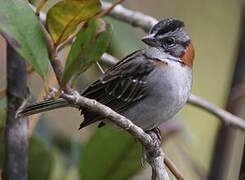 Rufous-collared Sparrow