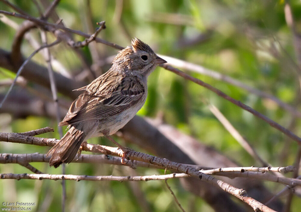 Brewer's Sparrow