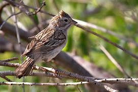 Brewer's Sparrow