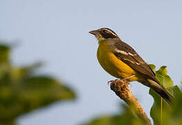 Cabanis's Bunting