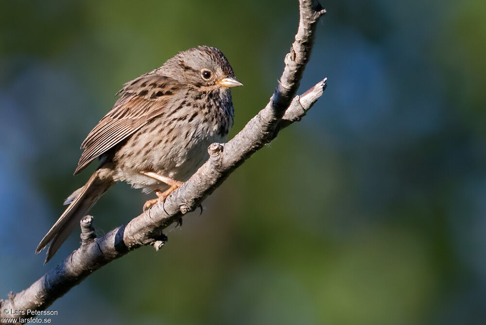 Lincoln's Sparrow