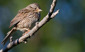 Lincoln's Sparrow