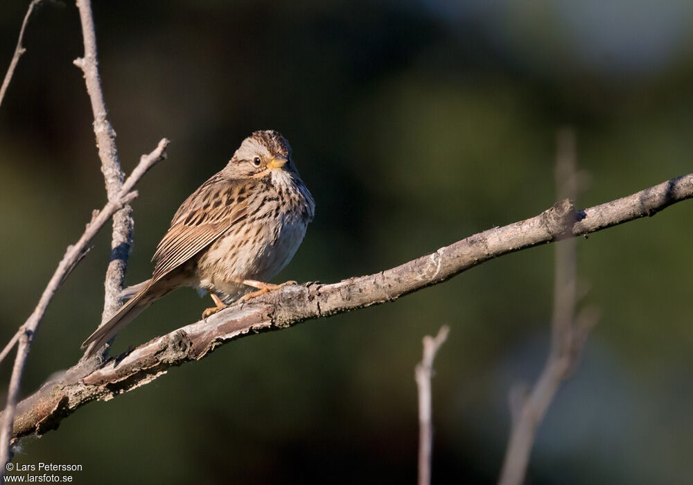 Lincoln's Sparrow