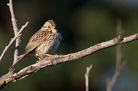 Lincoln's Sparrow