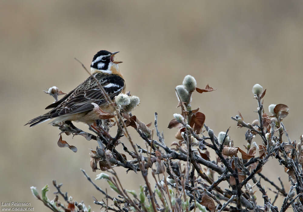 Smith's Longspur male adult, identification