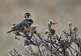 Smith's Longspur