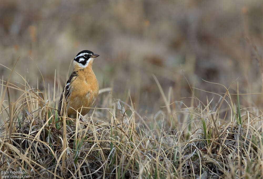 Smith's Longspur male adult, close-up portrait