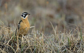 Smith's Longspur