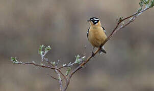 Smith's Longspur