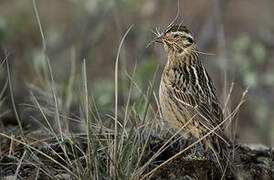 Smith's Longspur