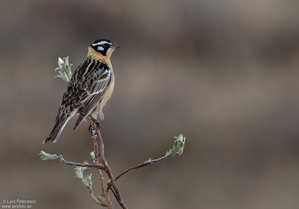 Smith's Longspur