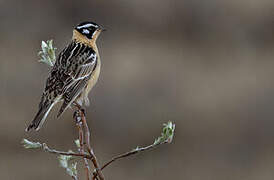 Smith's Longspur