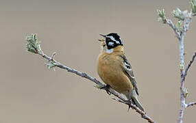 Smith's Longspur