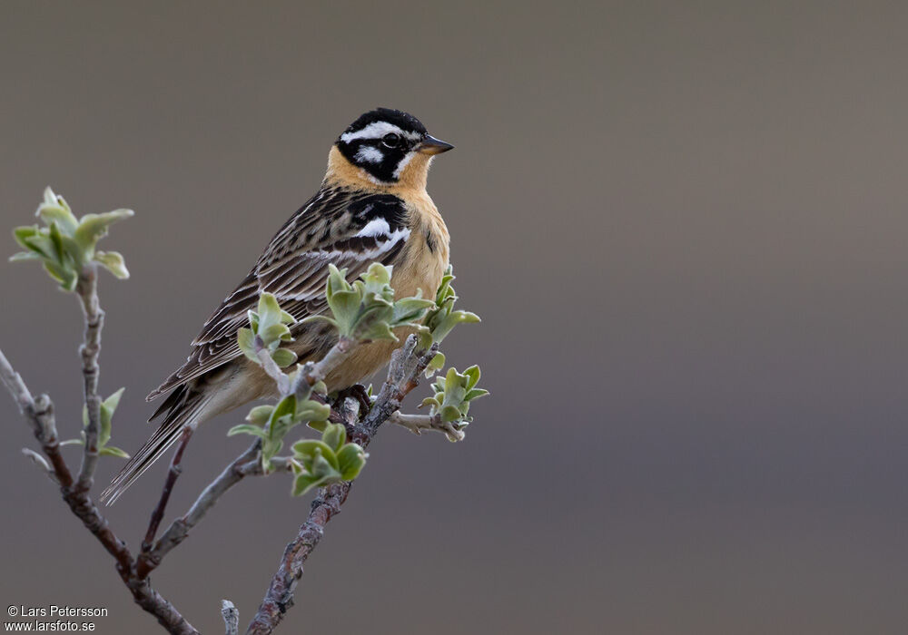 Smith's Longspur