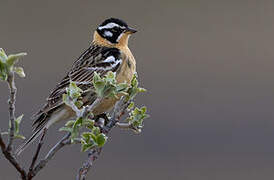 Smith's Longspur