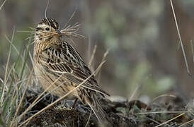 Smith's Longspur