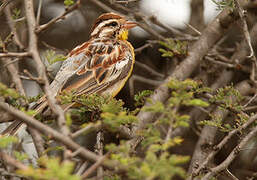 Somali Bunting