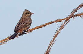 White-capped Bunting