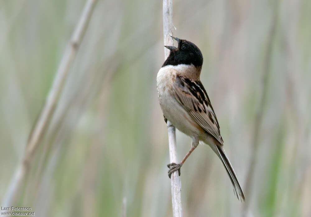 Ochre-rumped Bunting male adult, song