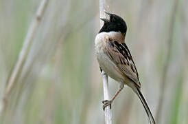 Ochre-rumped Bunting