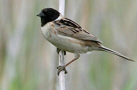 Ochre-rumped Bunting