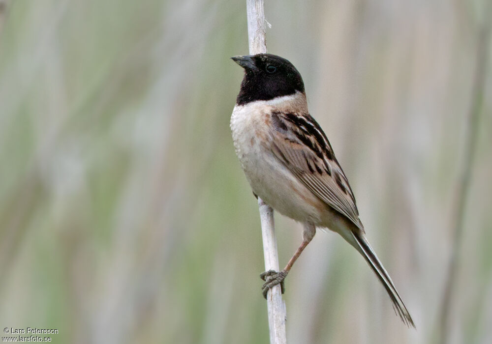 Japanese Reed Bunting