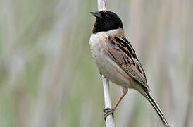 Ochre-rumped Bunting