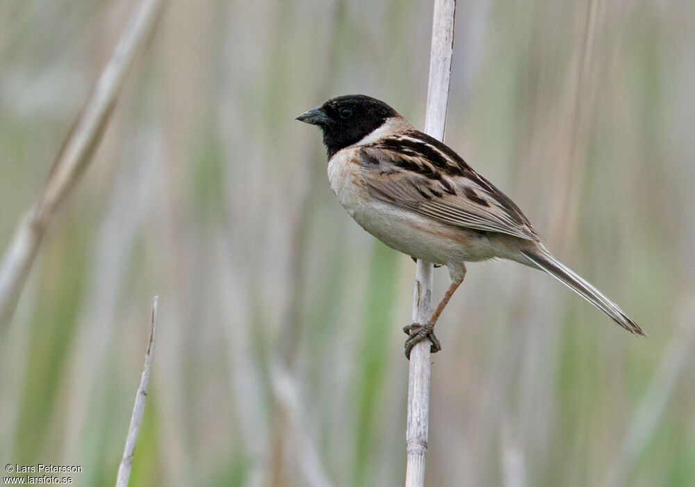 Japanese Reed Bunting