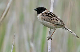 Ochre-rumped Bunting