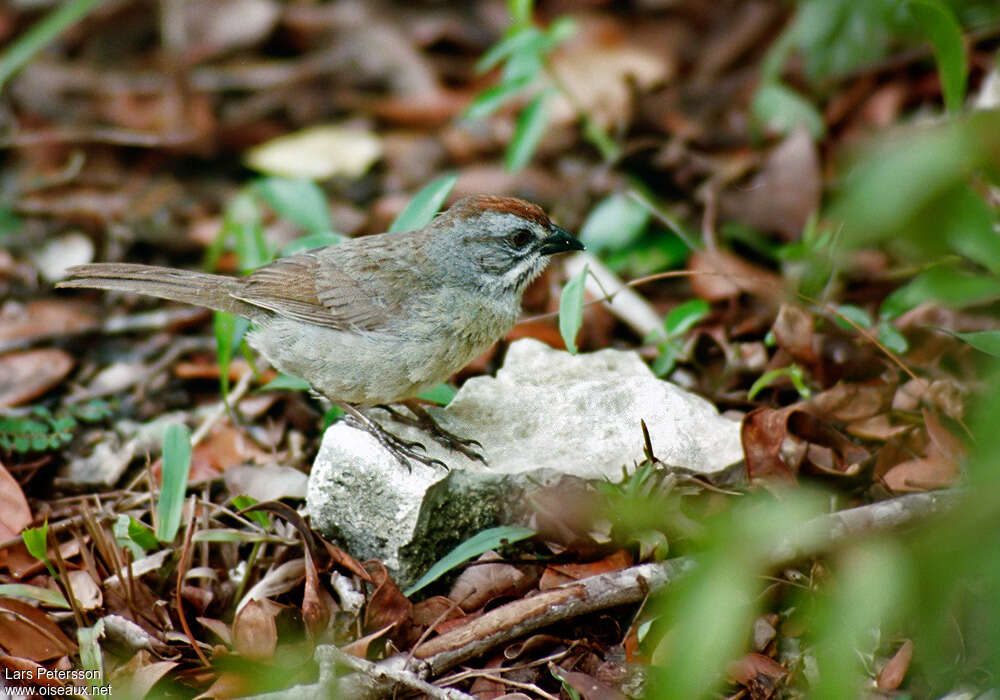 Zapata Sparrowadult, identification