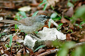 Zapata Sparrow