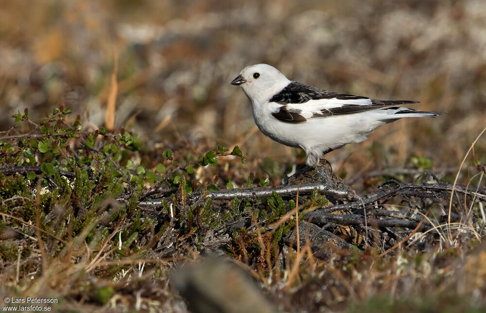 Snow Bunting