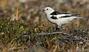 Snow Bunting