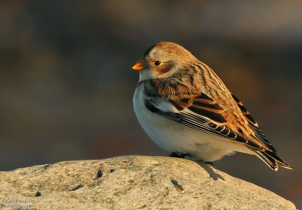 Snow Bunting