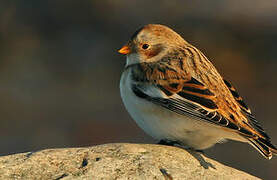 Snow Bunting