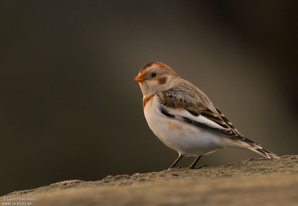 Snow Bunting