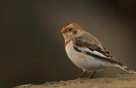 Snow Bunting